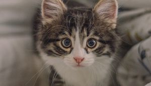 Preview wallpaper kitten, cat, glance, cute, pet