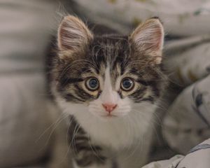 Preview wallpaper kitten, cat, glance, cute, pet