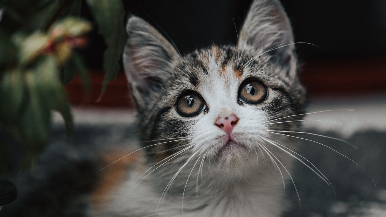 Wallpaper kitten, cat, glance, cute