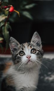 Preview wallpaper kitten, cat, glance, cute