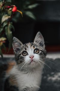 Preview wallpaper kitten, cat, glance, cute