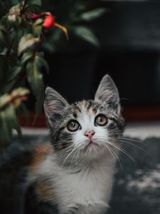 Preview wallpaper kitten, cat, glance, cute
