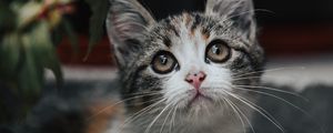Preview wallpaper kitten, cat, glance, cute