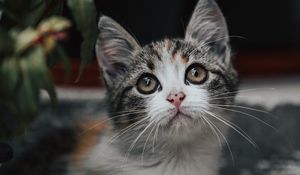 Preview wallpaper kitten, cat, glance, cute