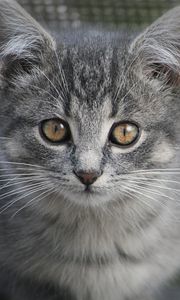Preview wallpaper kitten, cat, glance, animal, cute