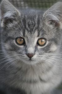 Preview wallpaper kitten, cat, glance, animal, cute
