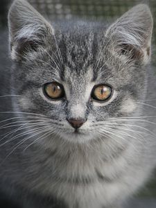 Preview wallpaper kitten, cat, glance, animal, cute