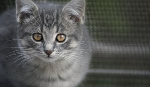 Preview wallpaper kitten, cat, glance, animal, cute