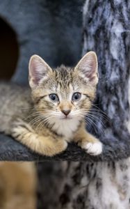 Preview wallpaper kitten, cat, glance, cute, animal