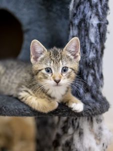 Preview wallpaper kitten, cat, glance, cute, animal