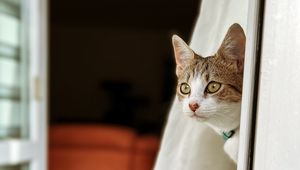 Preview wallpaper kitten, cat, glance, animal, pet
