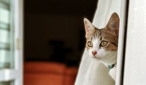 Preview wallpaper kitten, cat, glance, animal, pet