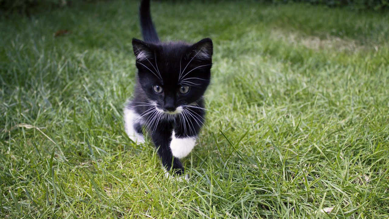 Wallpaper kitten, cat, grass, walk, cute