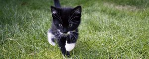 Preview wallpaper kitten, cat, grass, walk, cute
