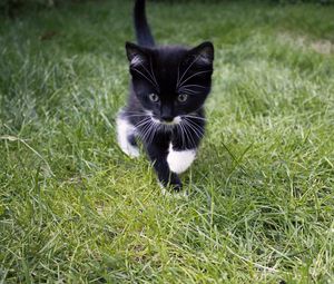 Preview wallpaper kitten, cat, grass, walk, cute