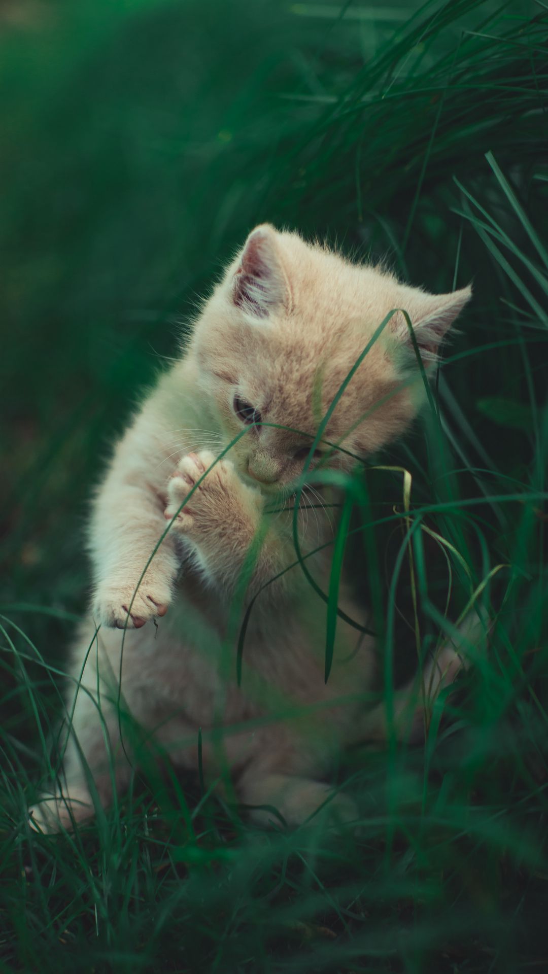Nếu bạn yêu mèo và đang tìm kiếm hình nền cho điện thoại của mình, đừng bỏ qua các hình nền mèo chơi đùa. Hình nền này có con mèo con với bộ lông mềm mại đang vui đùa trên bãi cỏ. Thật đáng yêu và sẽ khiến bạn cảm thấy vui vẻ hơn khi sử dụng điện thoại của mình.