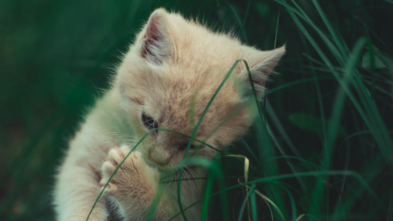 Wallpaper kitten, cat, grass, playful, cute