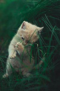 Preview wallpaper kitten, cat, grass, playful, cute