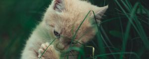 Preview wallpaper kitten, cat, grass, playful, cute