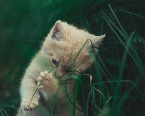 Preview wallpaper kitten, cat, grass, playful, cute