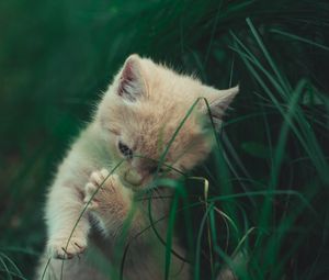 Preview wallpaper kitten, cat, grass, playful, cute