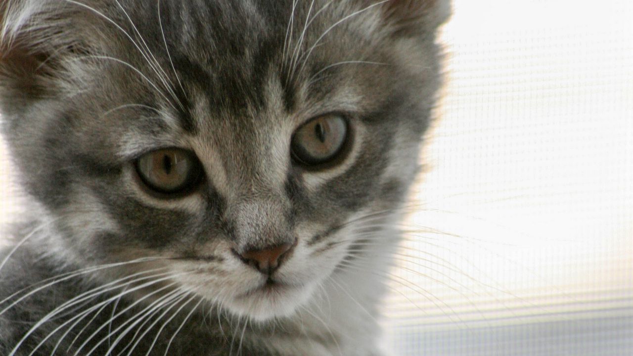 Wallpaper kitten, cat, gray, cute, pet