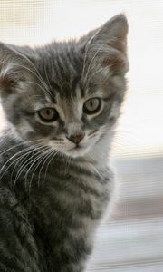 Preview wallpaper kitten, cat, gray, cute, pet