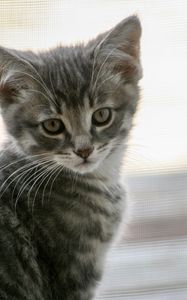 Preview wallpaper kitten, cat, gray, cute, pet