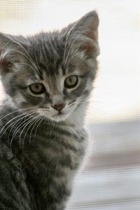 Preview wallpaper kitten, cat, gray, cute, pet