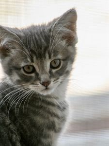 Preview wallpaper kitten, cat, gray, cute, pet