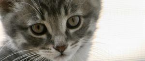 Preview wallpaper kitten, cat, gray, cute, pet