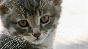 Preview wallpaper kitten, cat, gray, cute, pet