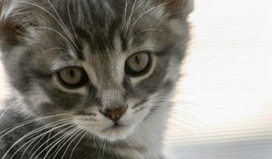 Preview wallpaper kitten, cat, gray, cute, pet