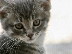 Preview wallpaper kitten, cat, gray, cute, pet