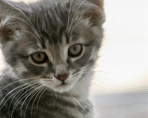 Preview wallpaper kitten, cat, gray, cute, pet