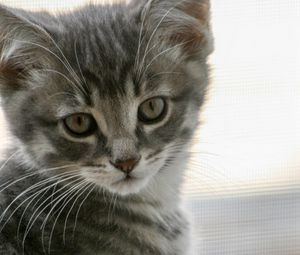 Preview wallpaper kitten, cat, gray, cute, pet