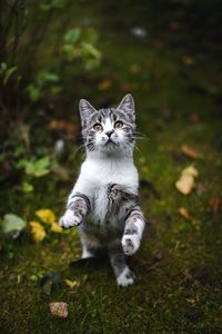 Preview wallpaper kitten, cat, gray, pet, animal