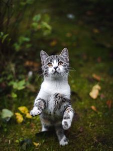 Preview wallpaper kitten, cat, gray, pet, animal