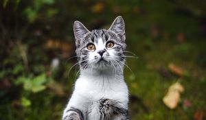 Preview wallpaper kitten, cat, gray, pet, animal