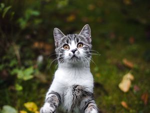 Preview wallpaper kitten, cat, gray, pet, animal