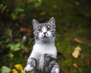 Preview wallpaper kitten, cat, gray, pet, animal