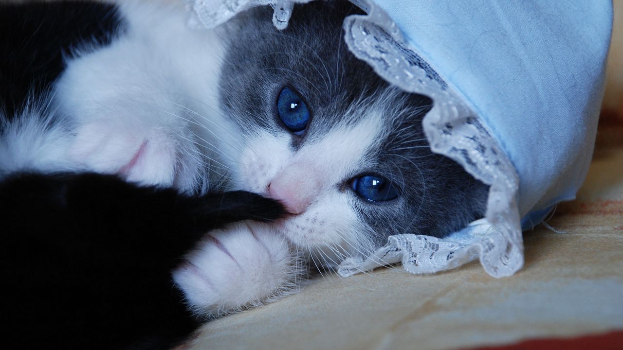 Wallpaper kitten, cat, hat, playful, funny