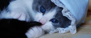 Preview wallpaper kitten, cat, hat, playful, funny