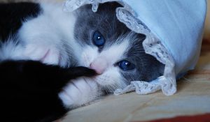 Preview wallpaper kitten, cat, hat, playful, funny