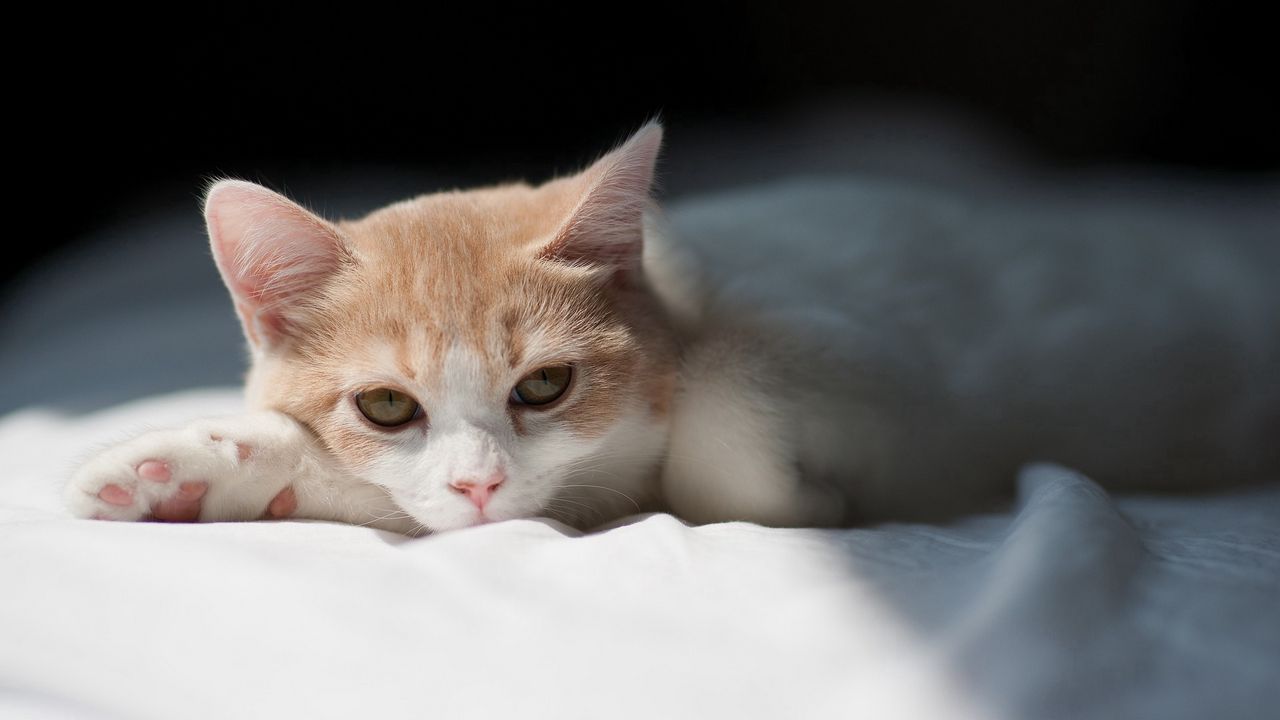 Wallpaper kitten, cat, lying, shadow