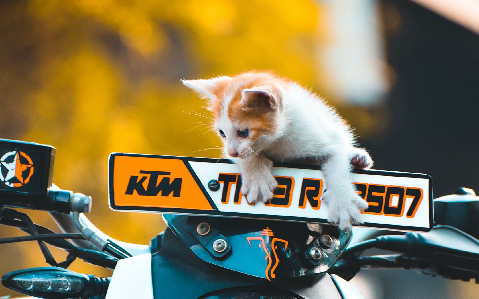 Download wallpaper 1680x1050 kitten, cat, motorcycle, bike, ktm widescreen  16:10 hd background