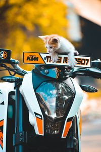 Preview wallpaper kitten, cat, motorcycle, bike, ktm