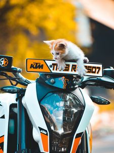 Preview wallpaper kitten, cat, motorcycle, bike, ktm