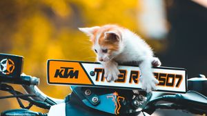 Preview wallpaper kitten, cat, motorcycle, bike, ktm