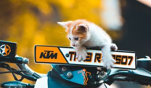 Preview wallpaper kitten, cat, motorcycle, bike, ktm